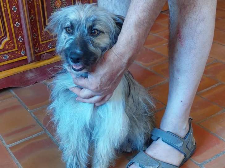 En attente d’adoption, chienne marron et blanche