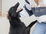 Prêt pour l'adoption, chien au pelage noir