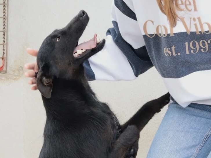Prêt pour l'adoption, chien au pelage noir