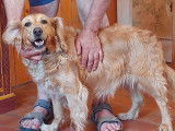 En attente d'une famille, chienne rousse