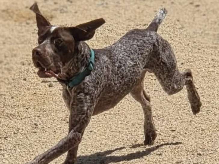 À accueillir, chien Braque Allemand de 2 ans