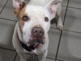 Adoption disponible : chienne Amstaff de 5 ans