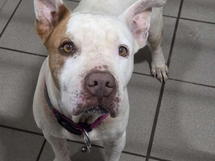 Adoption disponible : chienne Amstaff de 5 ans