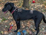 À la recherche d’un foyer, chienne Labrador noire