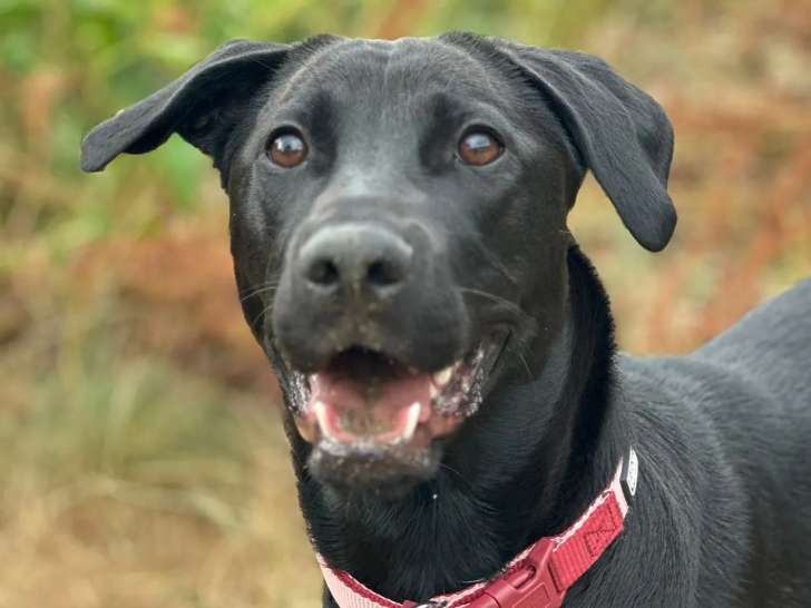 À la recherche d’un foyer, chienne Labrador noire