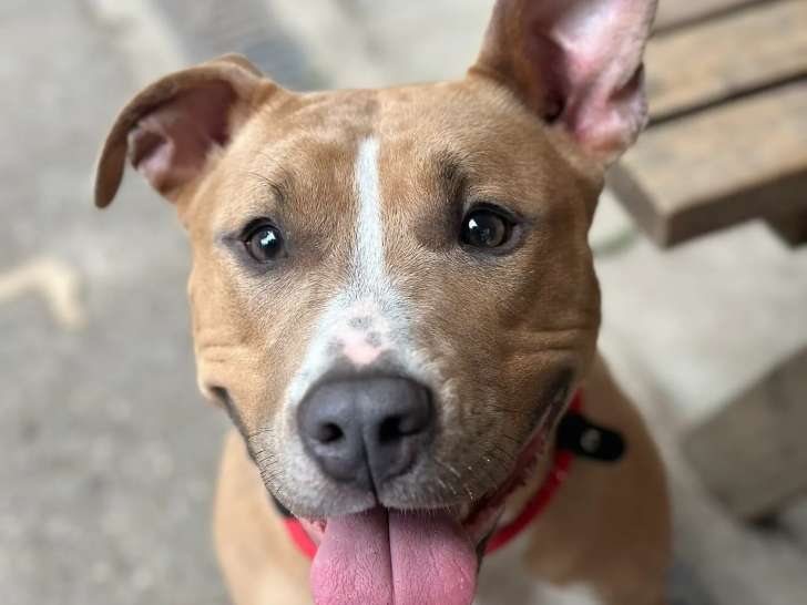 À adopter : chienne Staffordshire Américain Terrier fauve