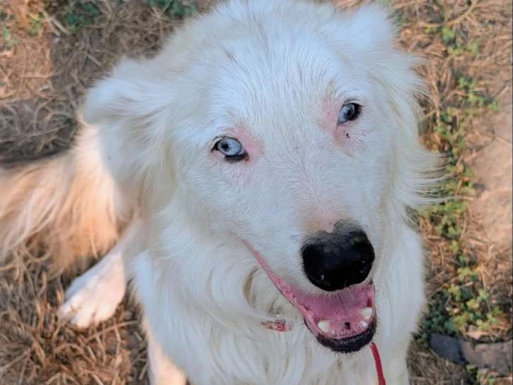 Disponible à l'adoption : chien au pelage blanc