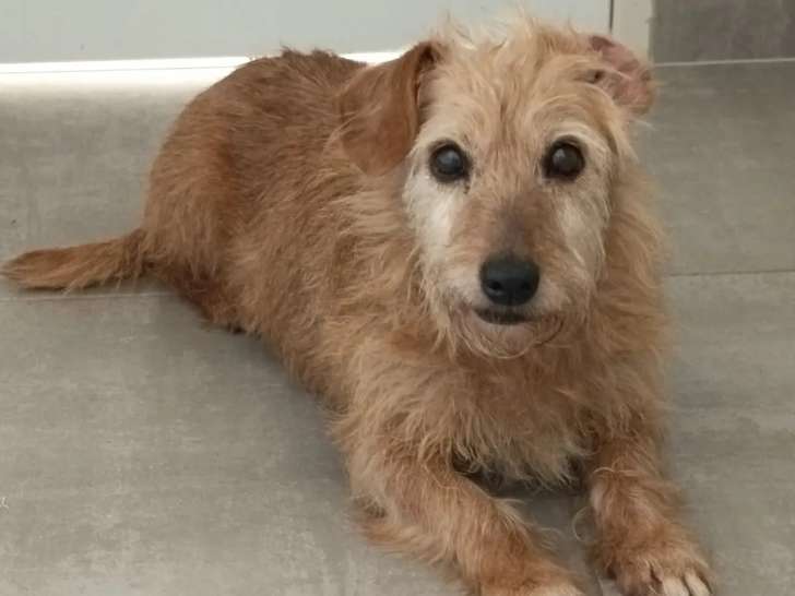 En attente d'adoption : chienne de 13 ans