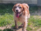 Prêt pour l’adoption : chien Épagneul Breton marron et blanc