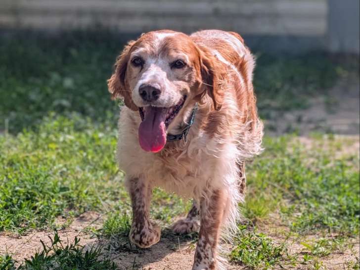 Prêt pour l’adoption : chien Épagneul Breton marron et blanc