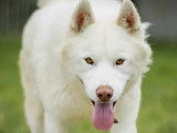 Chien Husky Sibérien blanc prêt pour l’adoption