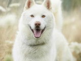 Chien Husky Sibérien blanc prêt pour l’adoption