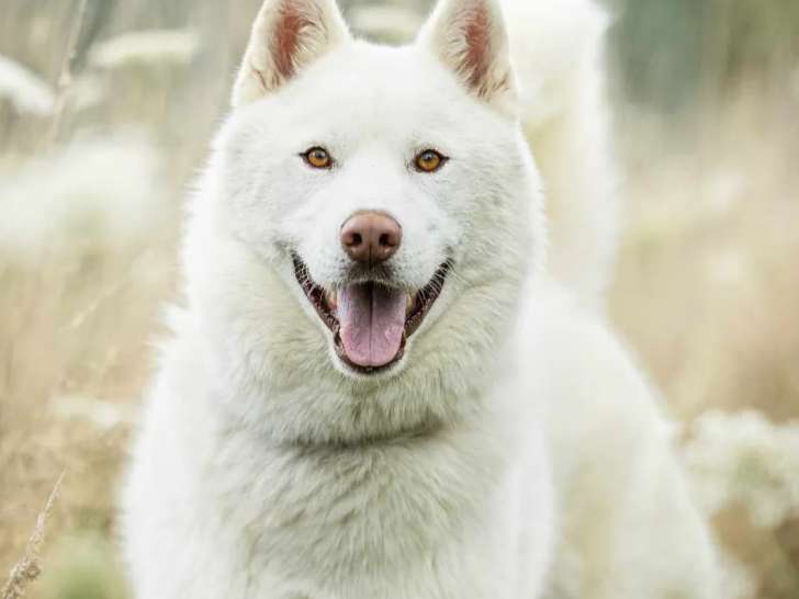 Chien Husky Sibérien blanc prêt pour l’adoption