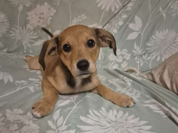 Adorables chiots Pinscher Nain à vendre
