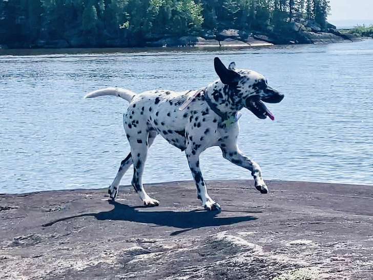 Chiots Dalmatien à réserver