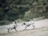 Chiots Dalmatien à réserver