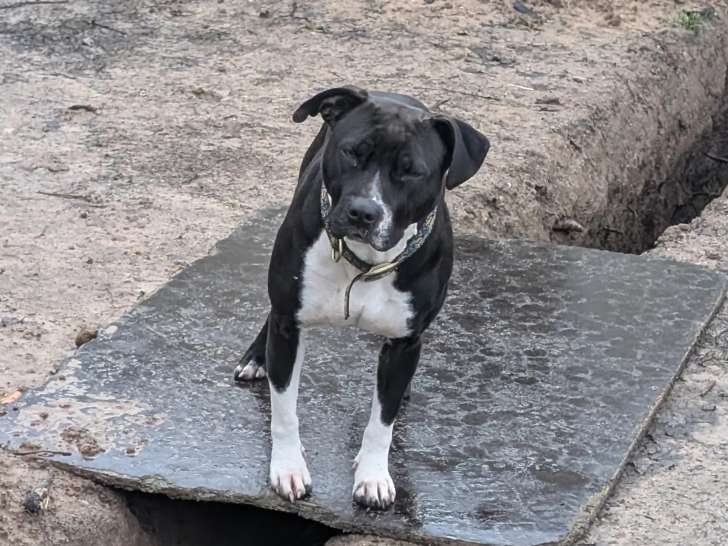 En attente d’un foyer : chienne Amstaff noire et blanche