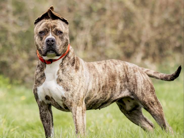 À accueillir : chienne American Bully bringée