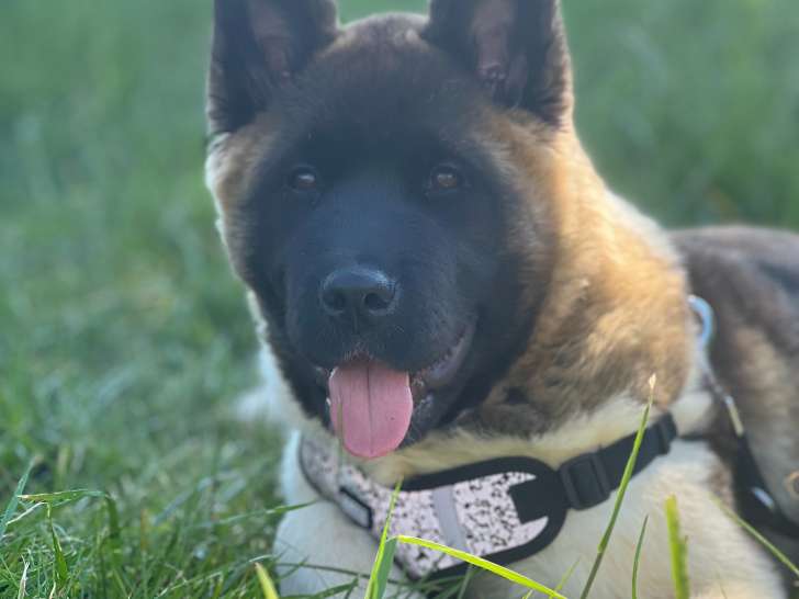 Chienne Akita Americain de 8 mois à donnder