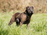En quête d'une famille : chienne Shar-Peï noire