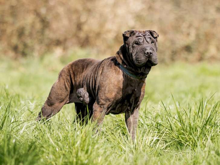 En quête d'une famille : chienne Shar-Peï noire