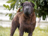 Adoption disponible : chien Shar-Peï marron