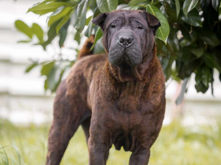 Adoption disponible : chien Shar-Peï marron