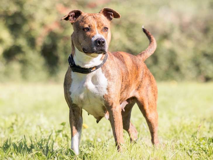 À la recherche d’une famille : chienne Amstaff de 2 ans