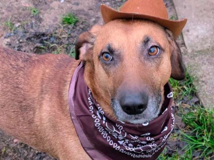 Chien fauve charbonné à adopter
