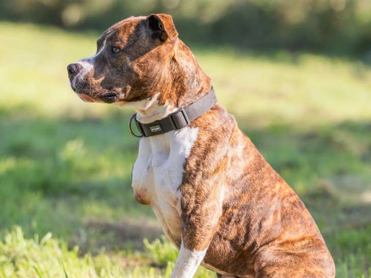 Chien Amstaff de 4 ans disponible à l'adoption