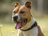 Chien Amstaff de 7 ans en attente d'adoption