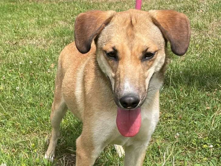 À adopter : chienne d'un an