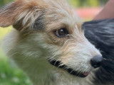 Disponible à l'adoption : chienne Fox Terrier tricolore