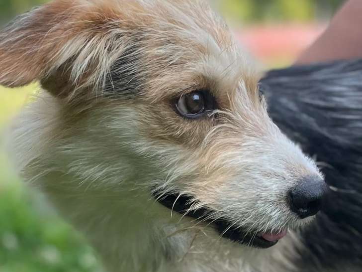 Disponible à l'adoption : chienne Fox Terrier tricolore