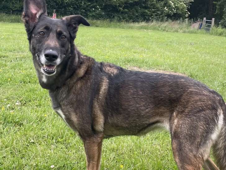 En attente d'adoption : chienne Berger Malinois fauve charbonnée