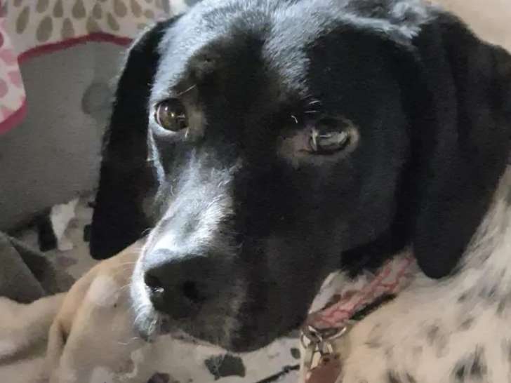 Prête pour l'adoption : chienne Pointer Anglais de 2 ans
