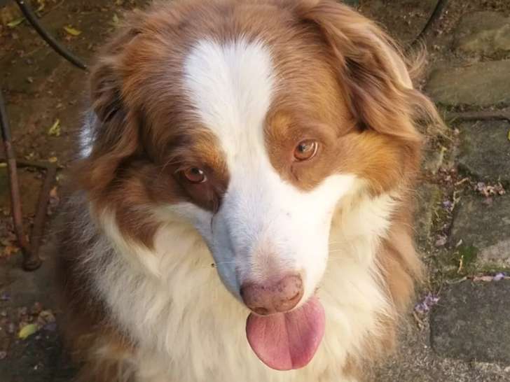 En attente d’une famille : chienne Berger Australien fauve