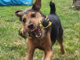 À accueillir : chien Fox Terrier noir et feu