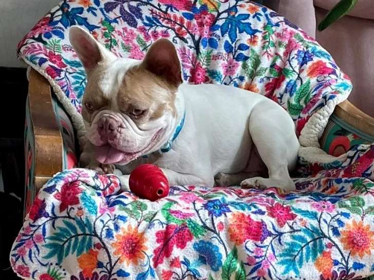 En quête d'un foyer : chien Bouledogue Français sable