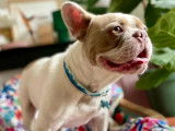 En quête d'un foyer : chien Bouledogue Français sable