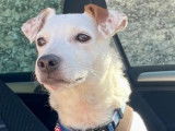 Adoption disponible : chien Jack Russell de 6 ans