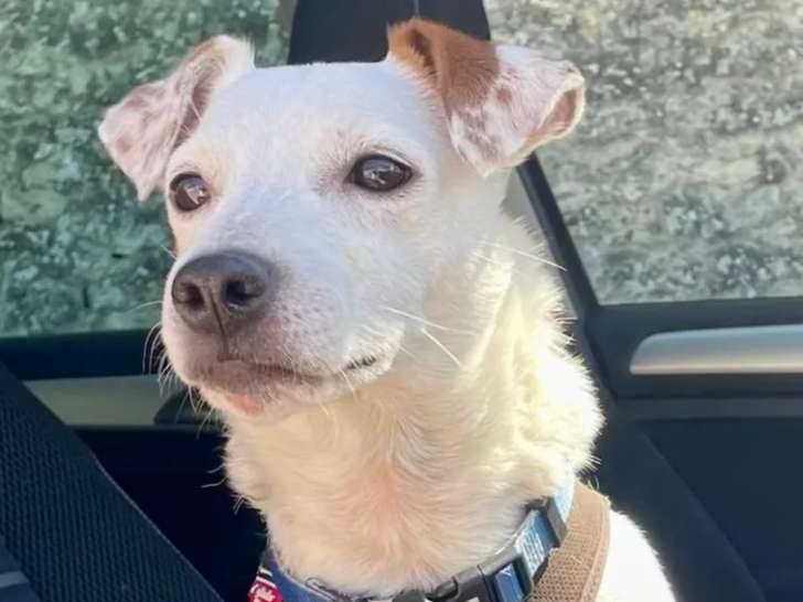 Adoption disponible : chien Jack Russell de 6 ans