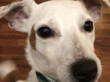 Adoption disponible : chien Jack Russell de 6 ans