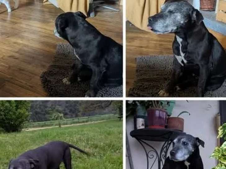 À la recherche d'un foyer : chienne Staffordshire Bull Terrier adulte