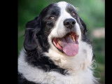 Chien Border Collie de 9 ans à adopter