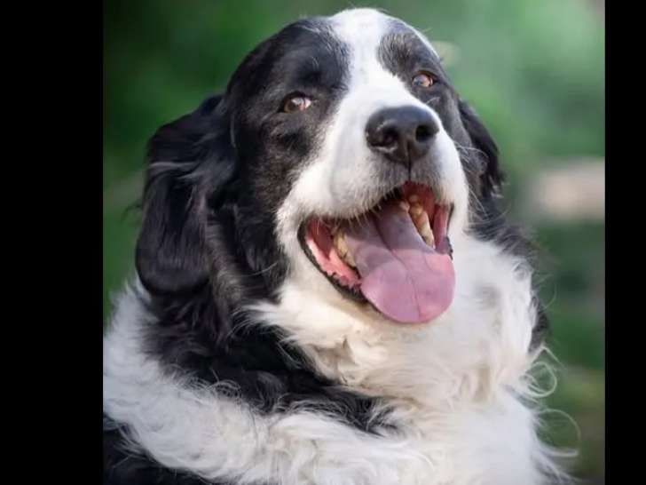 Chien Border Collie de 9 ans à adopter