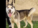 Chien Husky Sibérien d'un an disponible à l'adoption