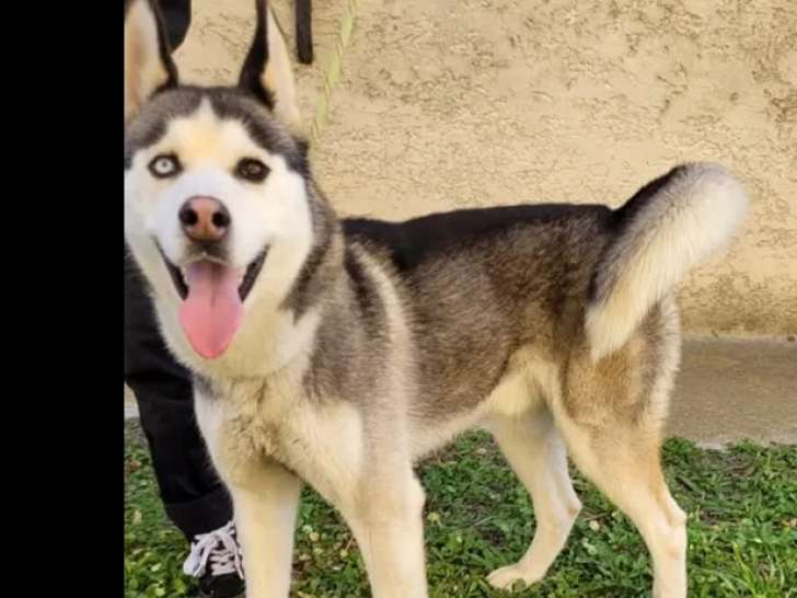 Chien Husky Sibérien d'un an disponible à l'adoption