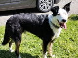Chien Border Collie de 4 ans en attente d'adoption