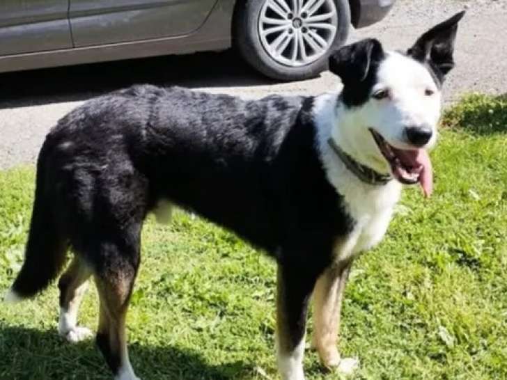 Chien Border Collie de 4 ans en attente d'adoption